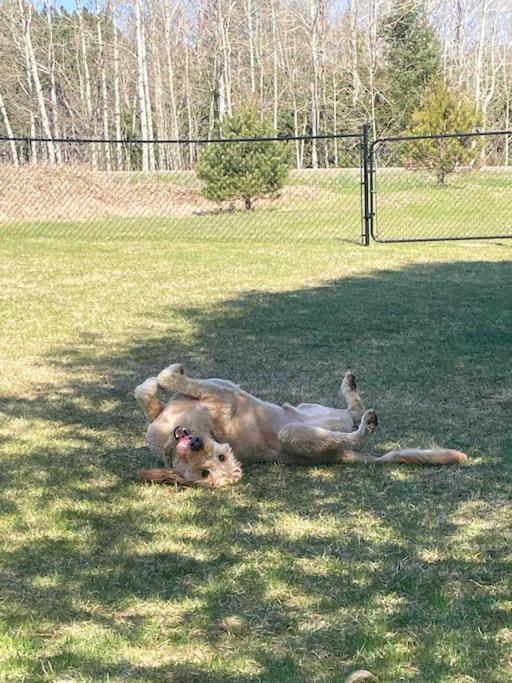Private Cottage With Huge Private Dog Park! Barrys Bay Bagian luar foto