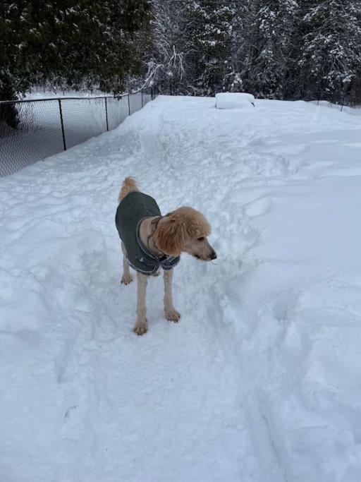 Private Cottage With Huge Private Dog Park! Barrys Bay Bagian luar foto