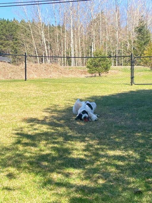 Private Cottage With Huge Private Dog Park! Barrys Bay Bagian luar foto
